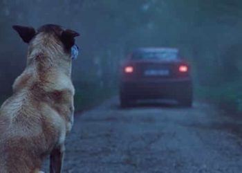 Est-ce que les animaux rote ?