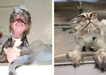 Quelles sont les similarités entre omnivores et carnivores ?