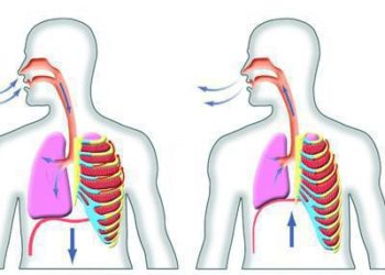 Quel est le type de respiration chez l'homme ?