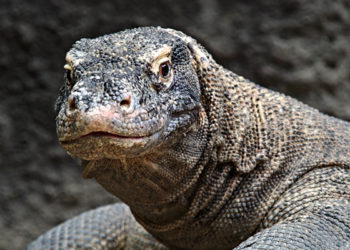 Comment on appelle les gros lézard ?