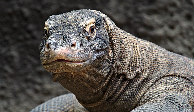 Comment on appelle les gros lézard ?