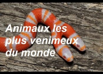 Quels sont les 10 animaux les plus venimeux du monde ?