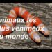 Quels sont les 10 animaux les plus venimeux du monde ?