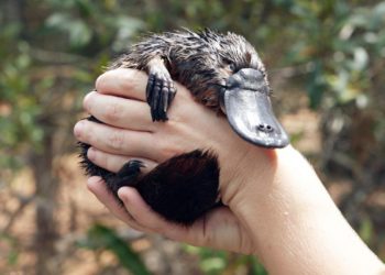 Quel est l'animal le moins connu ?