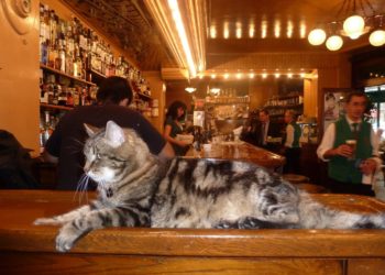 Comment s'appelle le chat ?