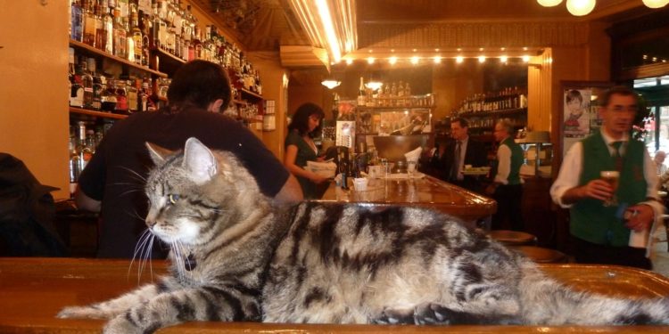 Comment s'appelle le chat ?