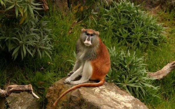 Quels sont les plus petits singes ?