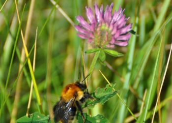 Est-ce que les scarabées piquent ?