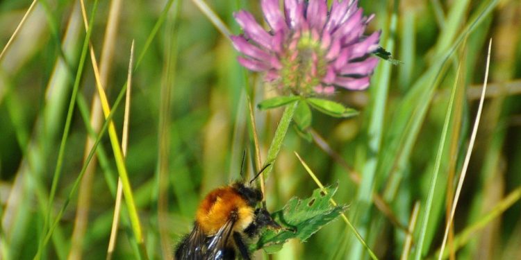 Est-ce que les scarabées piquent ?