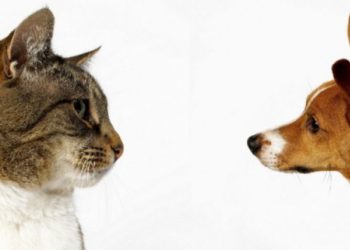 Qui est le plus intelligent entre un chien et un chat ?