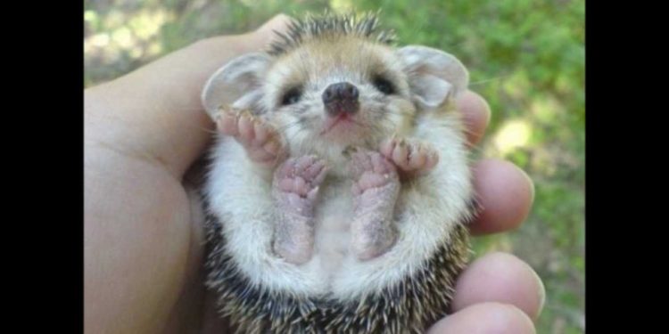 Quel est l'insecte le plus beau du monde ?