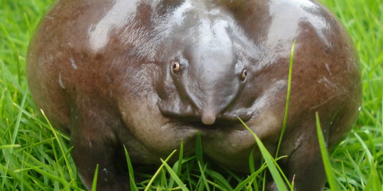 Quel est l'insecte le plus moche au monde ?