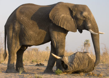 Quel est l'animal le plus dangereux en France ?