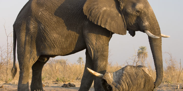 Quel est l'animal le plus dangereux en France ?