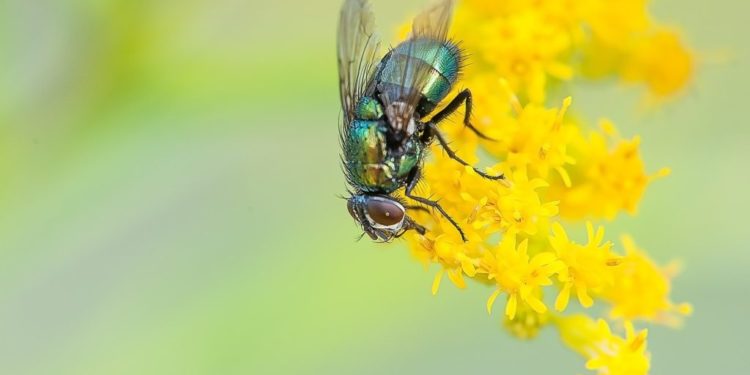 Pourquoi les mouches volent dans tous les sens ?