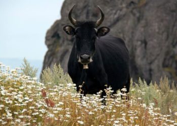 Pourquoi des aigrettes suivent les vaches ?