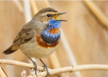 Quelle application gratuite pour reconnaître les oiseaux ?