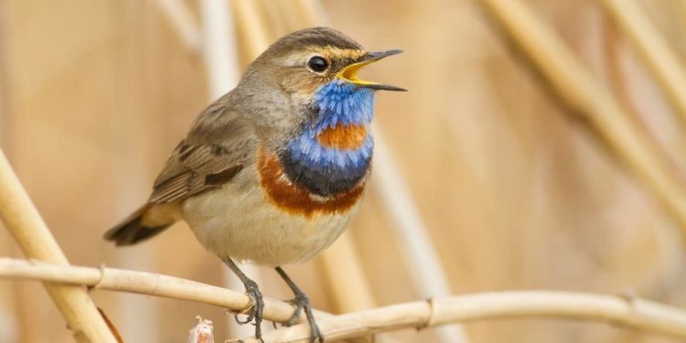 Quelle application gratuite pour reconnaître les oiseaux ?