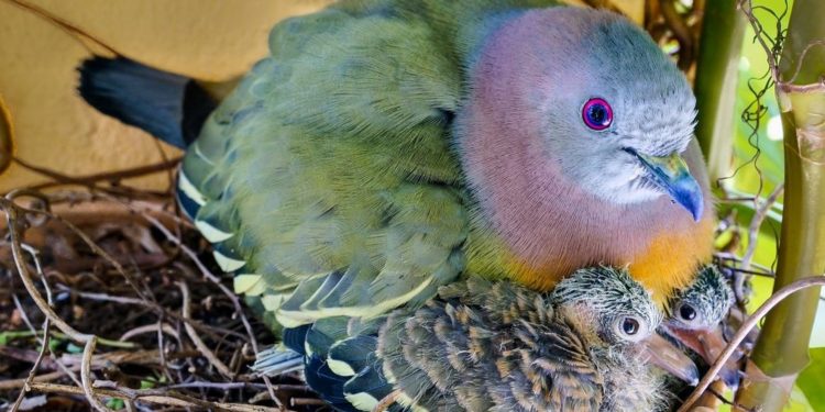 Quel est le plus bel oiseau de France ?