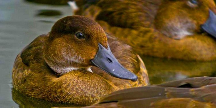 Quel est l'oiseau le plus rare au monde ?