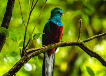 Où sont les plus beaux oiseaux du monde ?