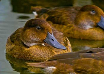 Quel est l'oiseau le plus rare au monde ?