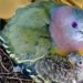Quel est le plus bel oiseau de France ?