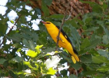 Quel est le meilleur chanteur des oiseaux ?