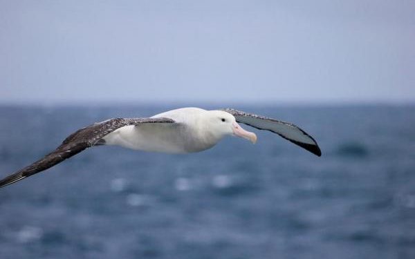 Quel est le plus grand oiseau volant du monde ?