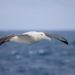 Quel est le plus grand oiseau volant du monde ?