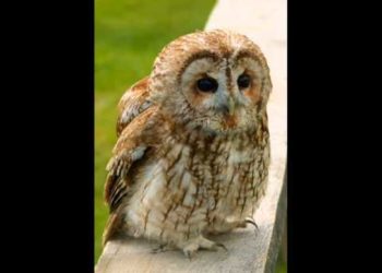 Quel est le cri de la chouette hulotte ?