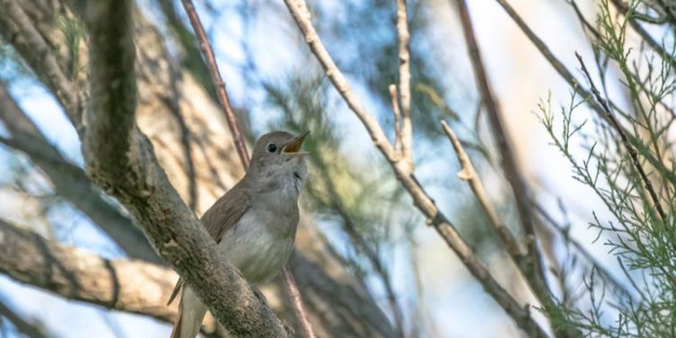 Quel oiseau chante en fin de journée ?
