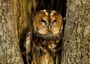 Pourquoi la chouette hulotte ?