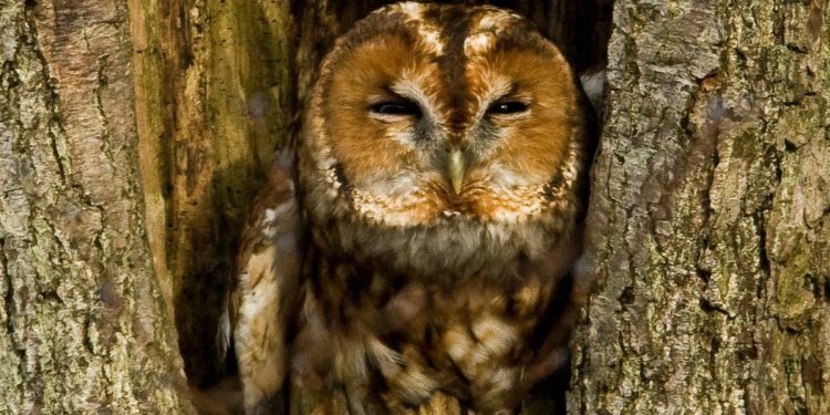 Pourquoi la chouette hulotte ?