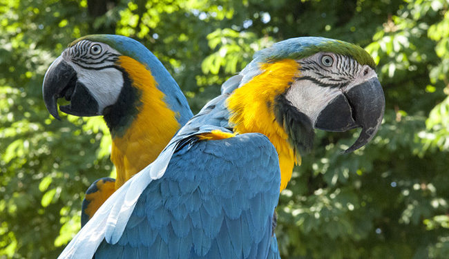 Quel est le perroquet le plus sociable ?