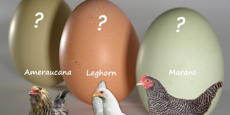 Quel animal pond le plus d'oeufs ?