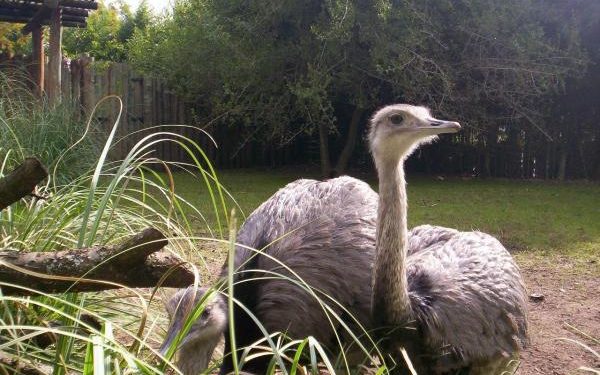 Quel est le plus gros oiseau de France ?