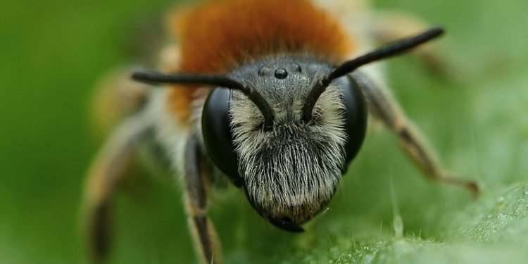 Est-ce que les bourdons font du miel ?