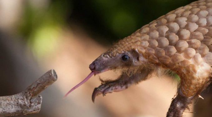 Quelle est la différence entre un tatou et un pangolin ?