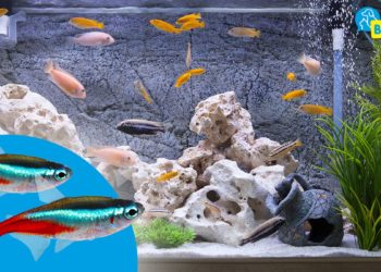 Quels poissons peuvent vivre ensemble en aquarium ?