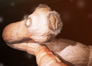 Est-ce qu'on sent bouger le ver solitaire ?