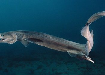 Quelle espèce marine à existe le plus longtemps ?