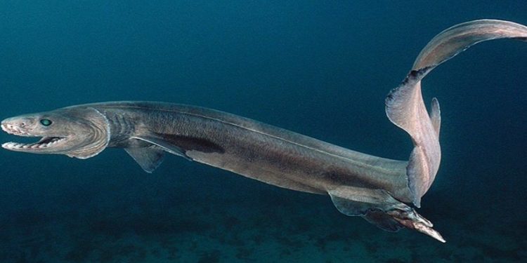 Quelle espèce marine à existe le plus longtemps ?