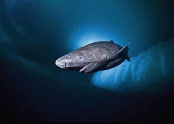 Quel animal peut vivre plus de 100 ans ?