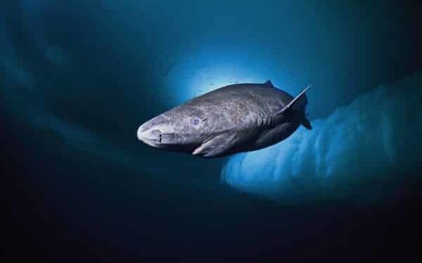 Quel animal peut vivre plus de 100 ans ?