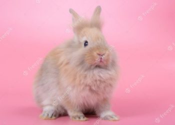 Comment se nourrit un bébé lapin ?