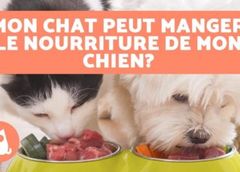 Est-ce que les chiens peuvent manger des arachides ?