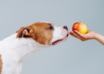 Quel fruit sont bon pour un chien ?
