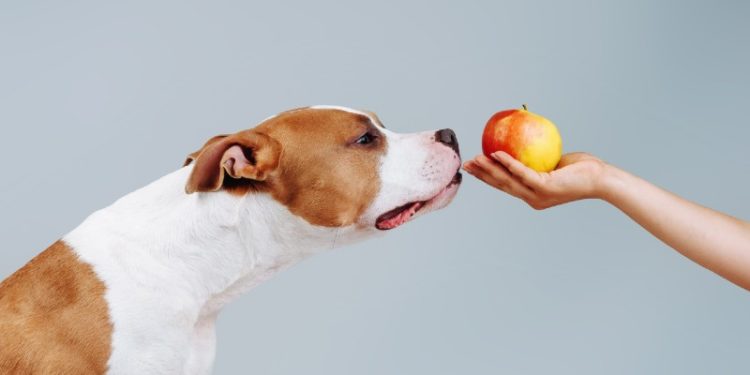 Quel fruit sont bon pour un chien ?