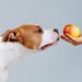 Quel fruit sont bon pour un chien ?